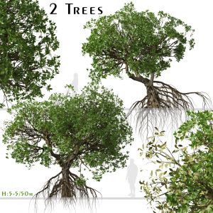 Set of Rhizophora apiculata Trees (Mangrove)