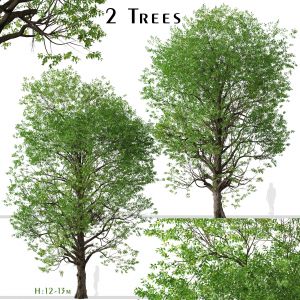 Set of Japanese zelkova Trees (Zelkova serrata)