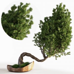 Plant_bonsai_02