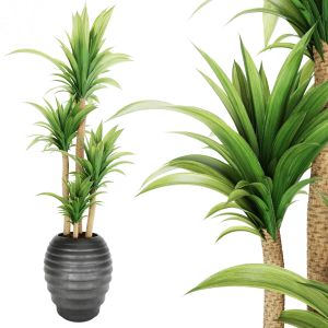 Plant 002 Dracaena