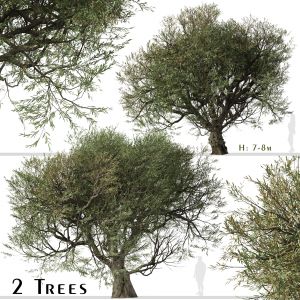 Set of Olive Tree (Olea europaea) (2 Trees)