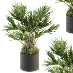 Indoor Plant Set 220 - Big Palm Bush In Pot