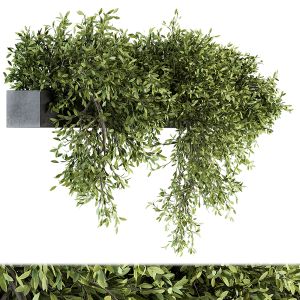 Outdoor Plant Set 206 - Hanging Plants