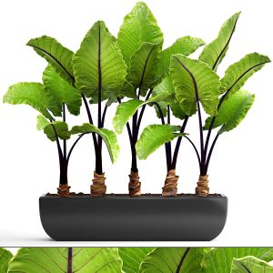 Alocasia, Pot, Black Flowerpot, Bush, Tropical