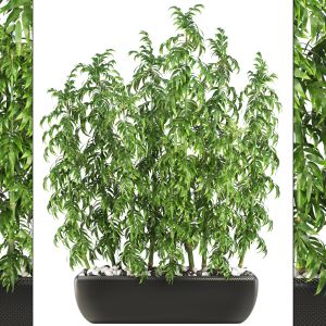 Bamboo Bush, Black Pot, Flowerpot, Indoor Bamboo