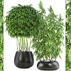 Bamboo Trees, exotic, thickets, Bush, Black Pot