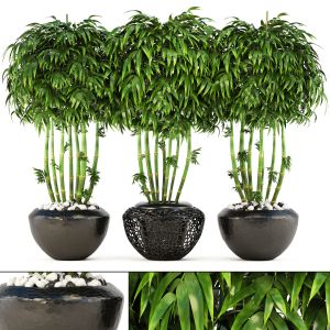 Bamboo Trees, exotic, thickets, bush, flowerpot