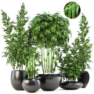 Bamboo Trees Bmambuk Bamboo Bush, Black Pot