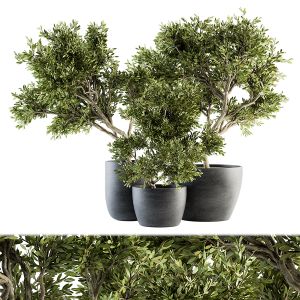 Outdoor Plant Set 140 - Plant And Tree In Pot