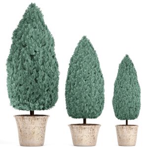 Blue Thuja, Garden Trees, Garden Plants, Cypress