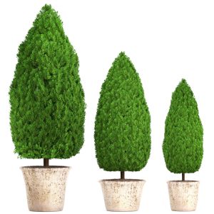 Garden Trees, Garden Plants, Cypress, Thuja