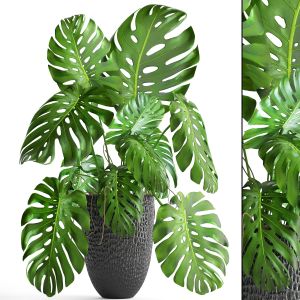 Monstera, Bush, Flower, Pot, Black Flowerpot