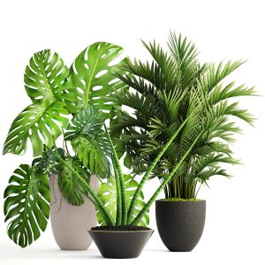 Monstera, Howea, Ornamental Palm Tree