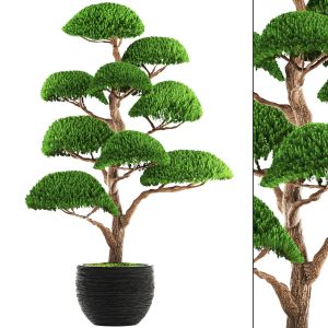 Cedar Topiary, Topiary, Niwaki, Ornamental Tree