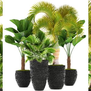 Exotic Plants, Palm, Chameropm, Likuala, Fan