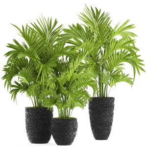 Decorative Palm Trees, Howea, Kentia, Black Pot