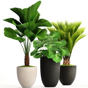 Likuala, White Flowerpot,cycas, Exotic, Bush