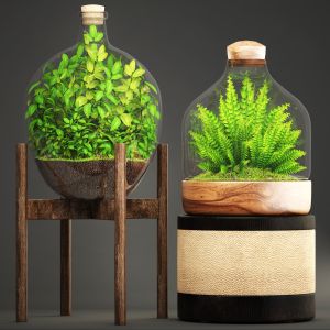 Florarium, Fern, Nephrolepis, Bottle, Glass