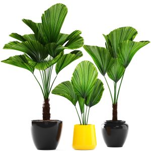 Likuala, Indoor Palm Tree, Pot, Indoor Plants