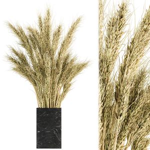 Dry Plants 74 - Dried Wheat