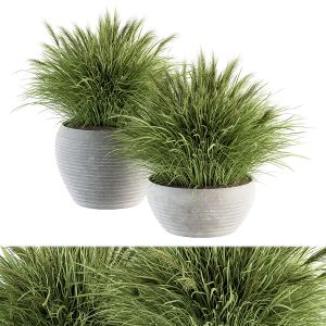 Outdoor Plant Set 196 - Green Grass In Pot