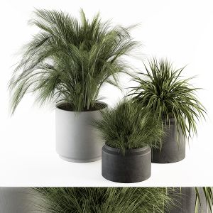 Indoor Plant Set 223 - Plant Set In Pot