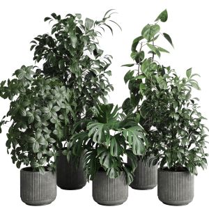 Collection Indoor Plant 208 Pot Plant Ficus Rubber