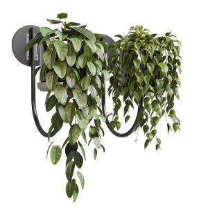 Wall Plant - Collection Indoor Plant 203 Metal Wal