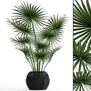 Fan Palm, Black Basket, Indoor, Interior