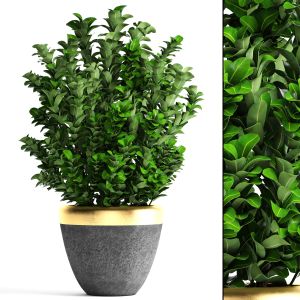 Evergreen Boxwood, Bushes, Landscaping, Garden