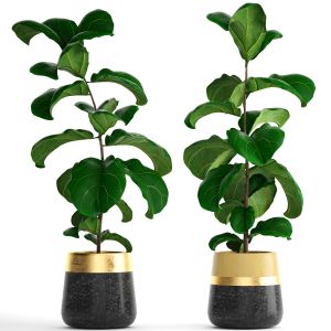 ficus lyrata, Ornamental Tree, Office Plants