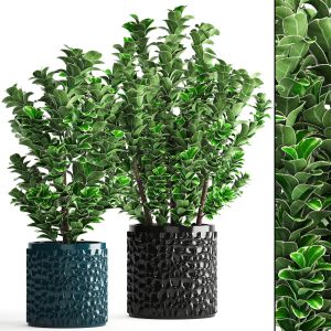 Plants In Pots. Boxwood, Flower, Pot, Bush