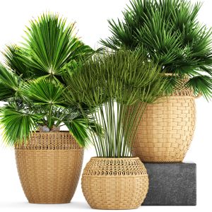 Chamerops, Brochea, Fan Palm, Wicker Basket