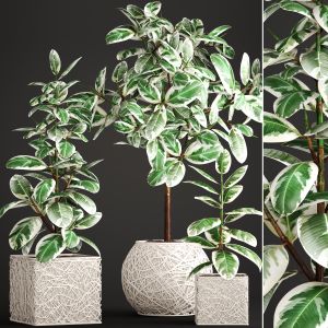 Ficus Robusta, Wicker White Basket, Pot, Rattan