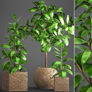 Ficus Robusta, Wicker Basket, Pot, Rattan