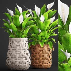 Spathiphyllum, flower, pot, wicker basket, rattan