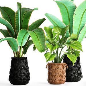 Strelitzia, Banana Bush, Palm, Wicker Basket