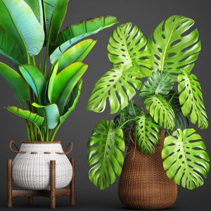 Wicker Basket, White, Pot, Monstera, banana bush