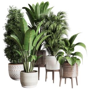 Collection Indoor Plant Ficus Palm Ravenala Bamboo