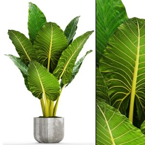 Alocasia In A  Concrete Flowerpot, Bush