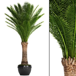 Date Palm, Interior, Outdoor, Decorative