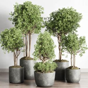 Collection Indoor Outdoor Plant 145 Plant Tree Vas