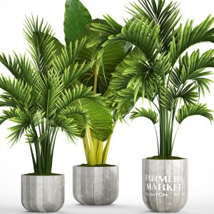 Palm Tree, Alocasia, Bushes, Howea, Concrete Pot