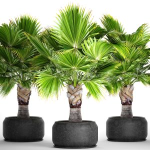 Brachea, Fan Palm, Decorative, Outdoor, Indoor