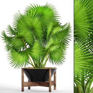 Brachea, Fan Palm, Decorative, Outdoor, Indoor