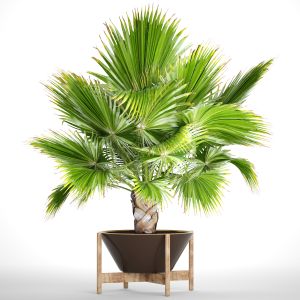 Fan Palm, Brachea, Bismarckia, Palm Tree