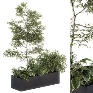 Outdoor Plant Set 222 - Plant Box With Tree