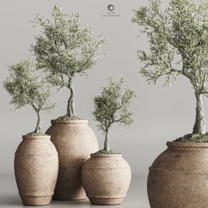 Plant Collection Olive Vol 01