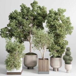 Collection Indoor Outdoor Plant 209 Plant Tree Vas