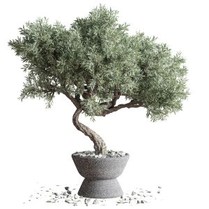 Plant Bonsai 06